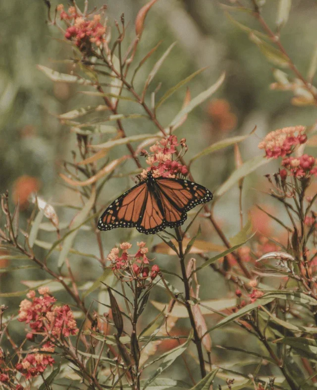 A monarch butterfly with orange, black, and white-spotted wings perches on a cluster of reddish-orange wildflowers.